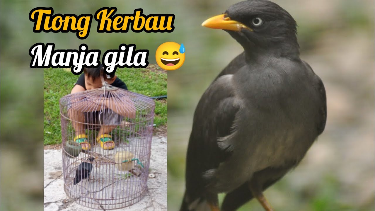 burung Tiong Kerbau aku jinak. Boleh buat main petang2 😅
