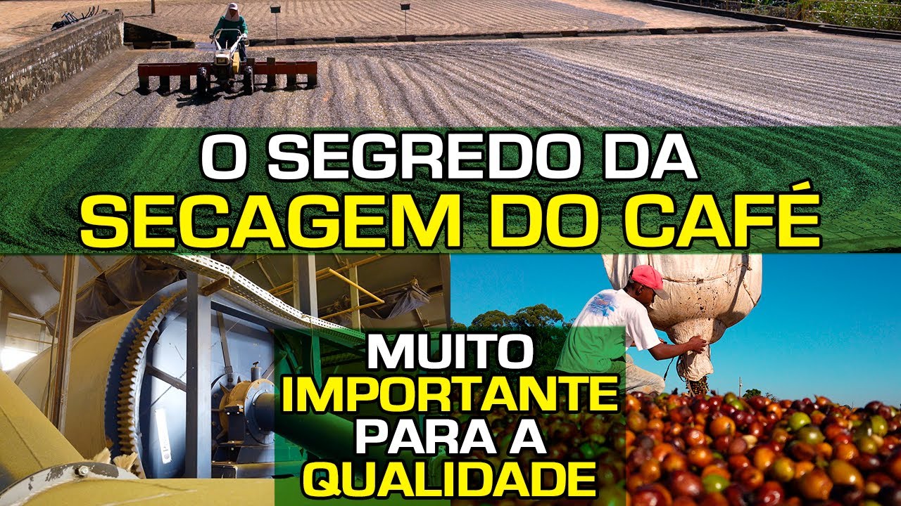 O Segredo da Secagem do Café | Muito Importante para a Qualidade | No Pé do Café