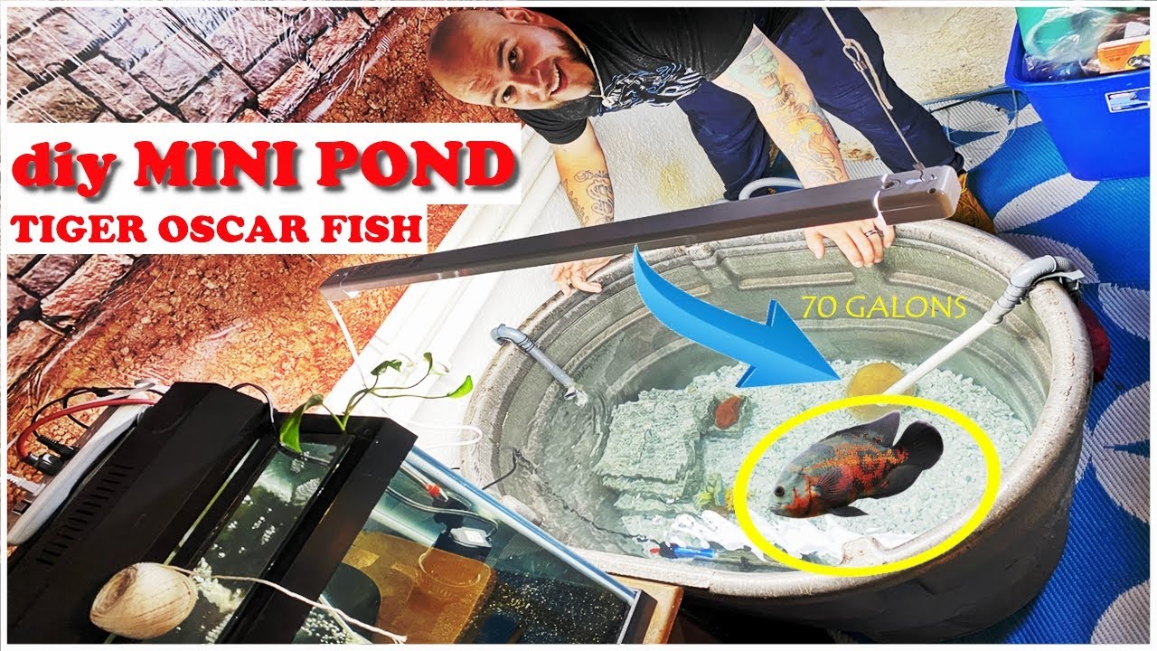 DIY STOCK TANK POND (AGGRESSIVE OSCAR FISH)