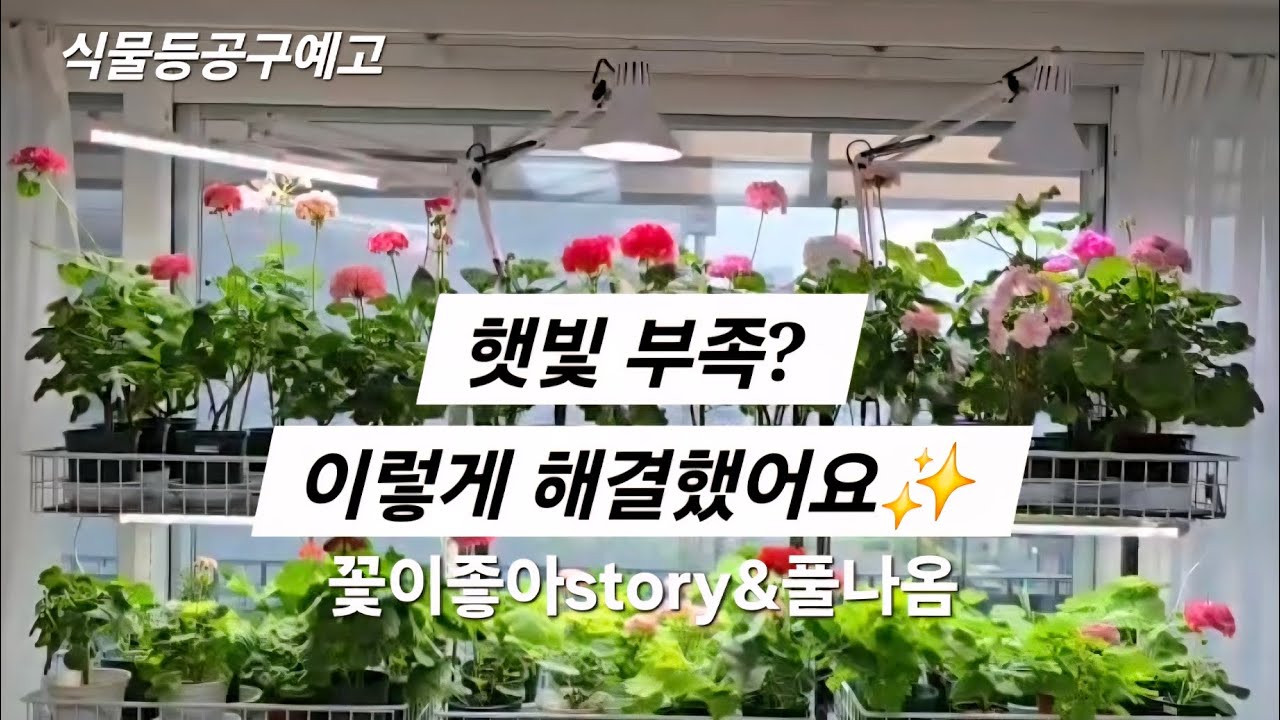 🌸 식물등 하나로 달라진 제라늄 (공구 4월20일~27일)