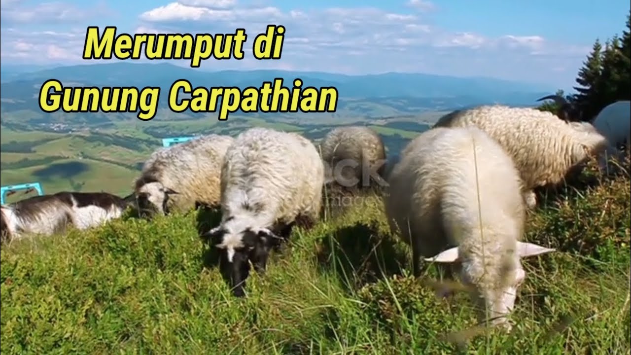 Video kawanan Domba jantan betina merumput di kawasan bukit Carpathian Eropa tengah