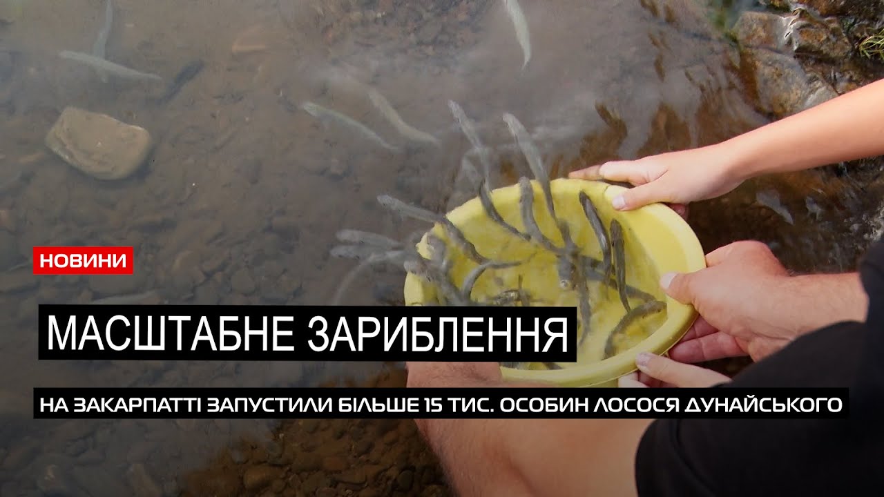 Понад 15 тис. особин лосося дунайського: на Закарпатті зарибили гірські річки