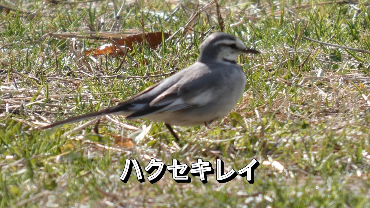 野鳥　ハクセキレイ　＃鳥図鑑