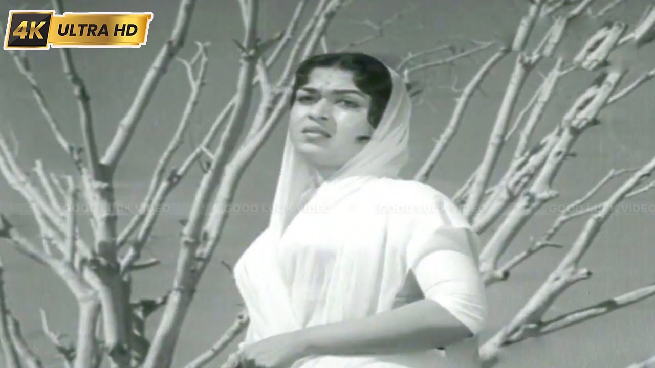 புரியாது புரியாது வாழ்க்கையின் ரகசியம் பாடல் | Puriyaathu Song | P. B. Sreenivas | Aadi Perukku .