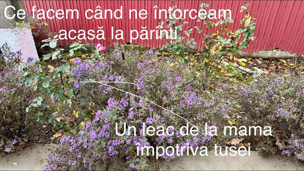 Ce facem când ne întoarcem acasă la sat si-un leac de la mama
