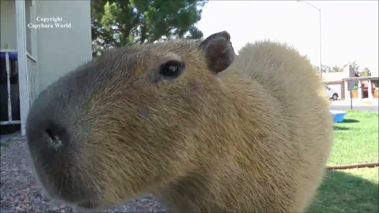 Romeo Is SO Unhappy, His Beloved Humans Have Left. Capybaras Bonded With Humans Suffer TOO Much