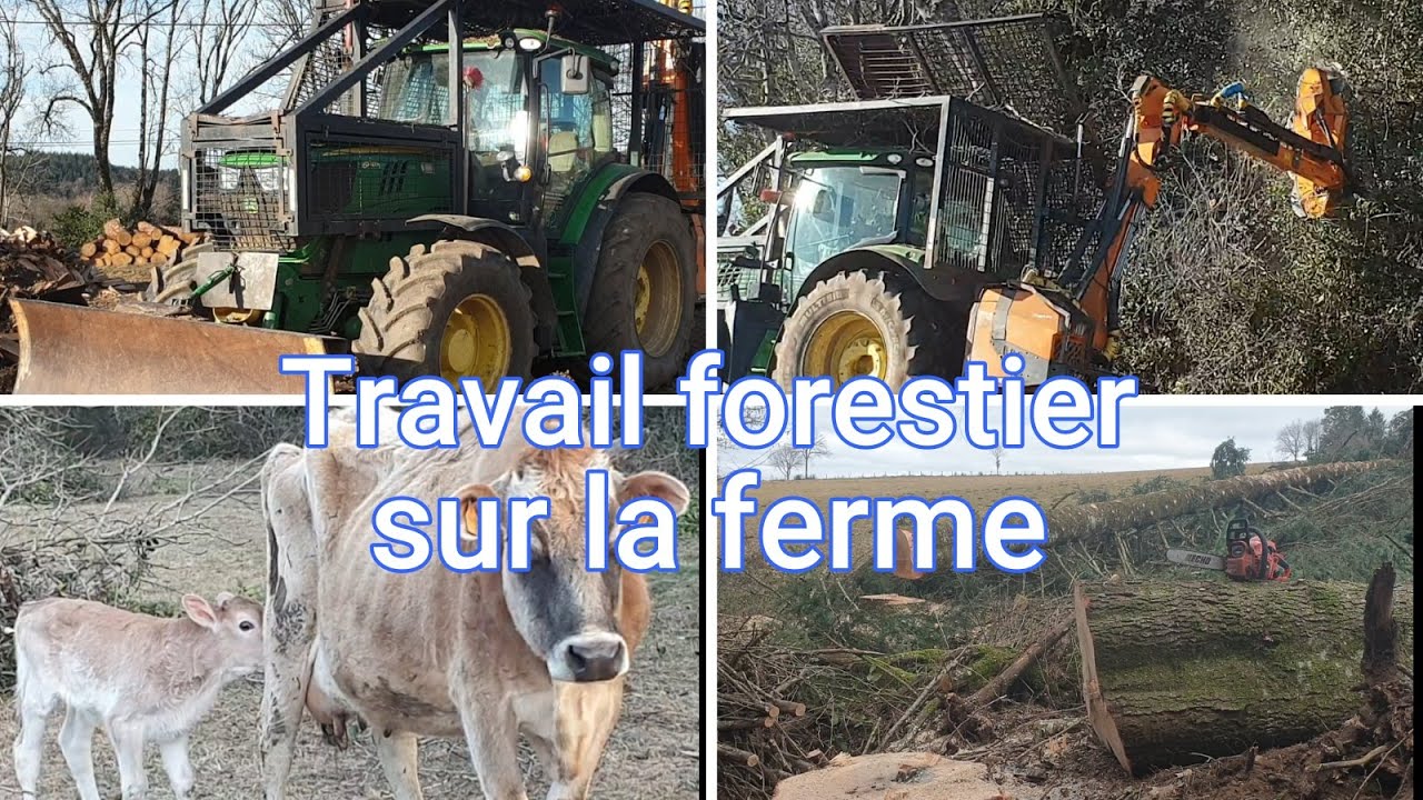 Travail forestier sur la ferme + naissance de nouveaux veaux.