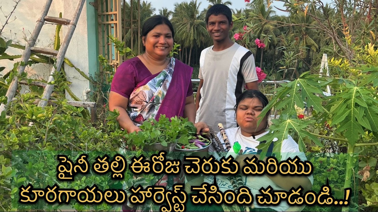 షైనీ తల్లి ఈరోజు చెరుకు మరియు కూరగాయలు హార్వెస్ట్ చేసింది చూడండి..!