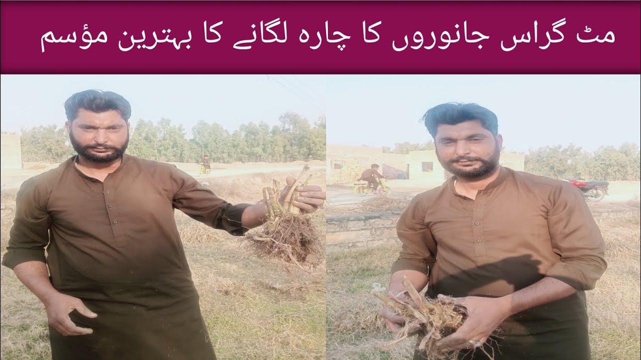 مٹ گراس جانوروں کا چارہ 
