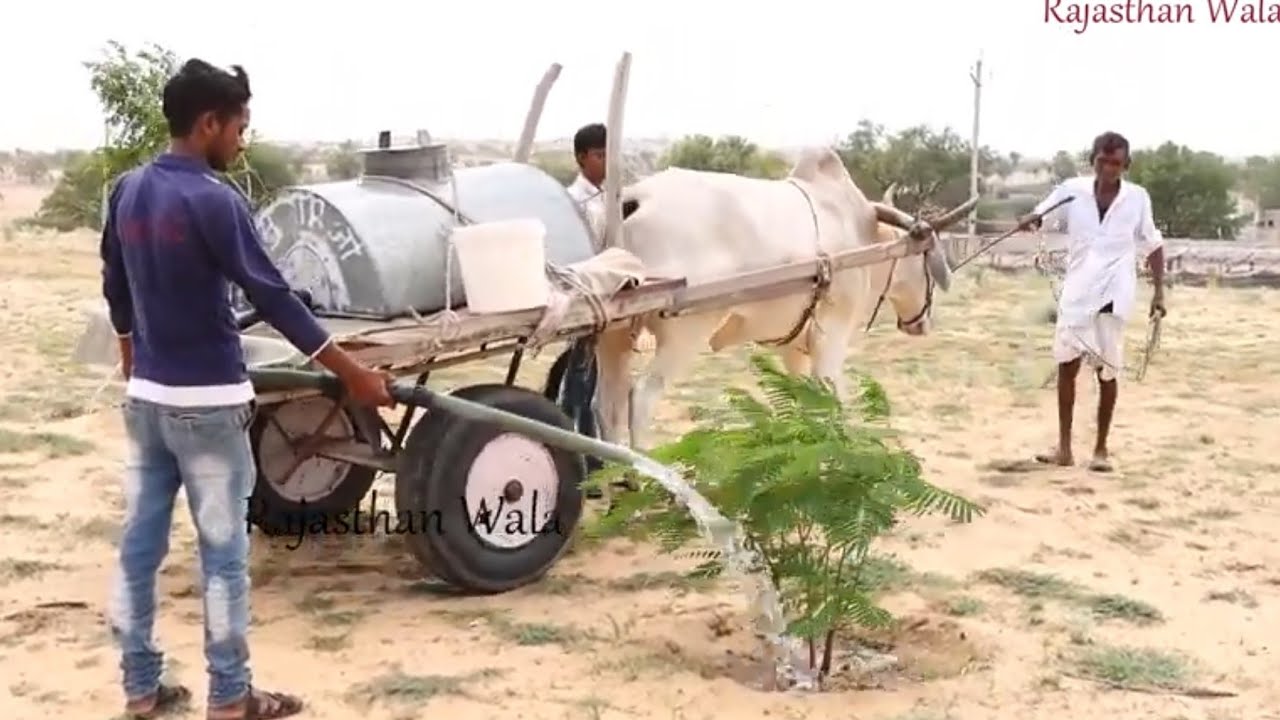 गांव का जीवन बीकानेर | Village life Bikaner Rajasthan journey