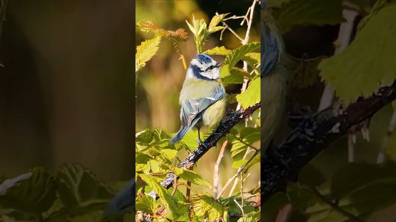 Wild Blue Tit out for breakfast in late Spring - UK Birds #birds
