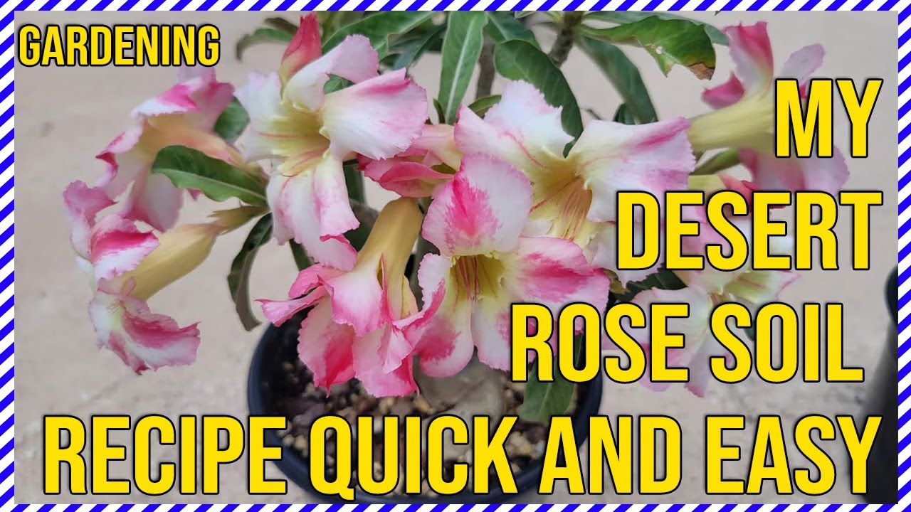 Easy Desert Rose Soil Recipe