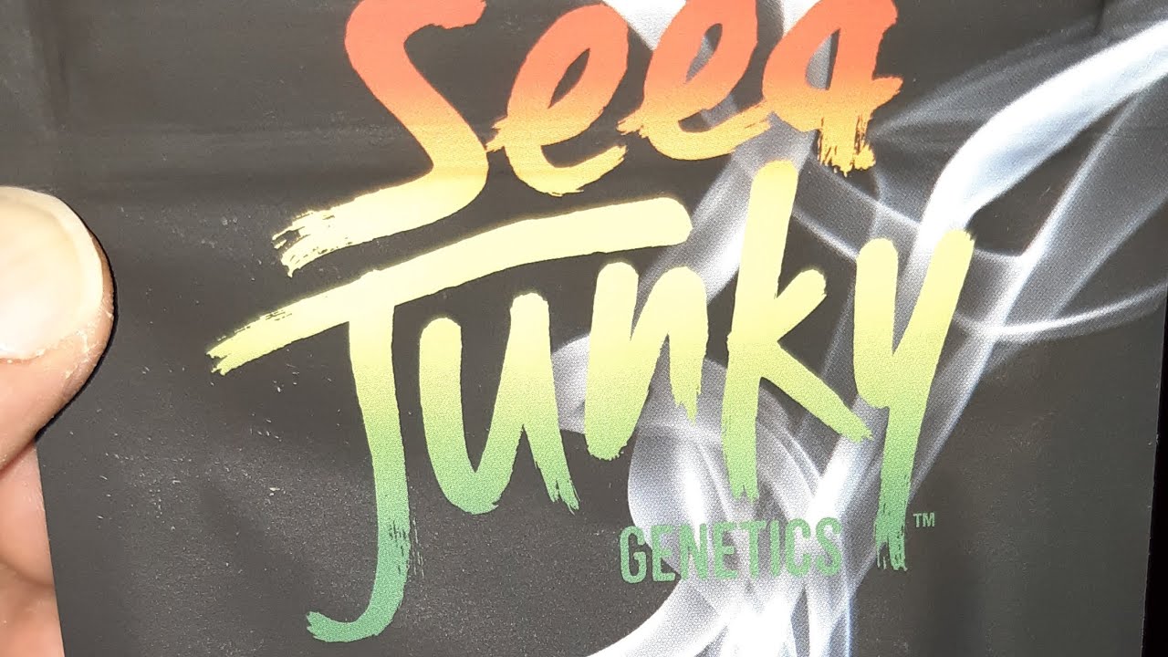 strain review seed junky genetics  pineapple fruz (smalls)
