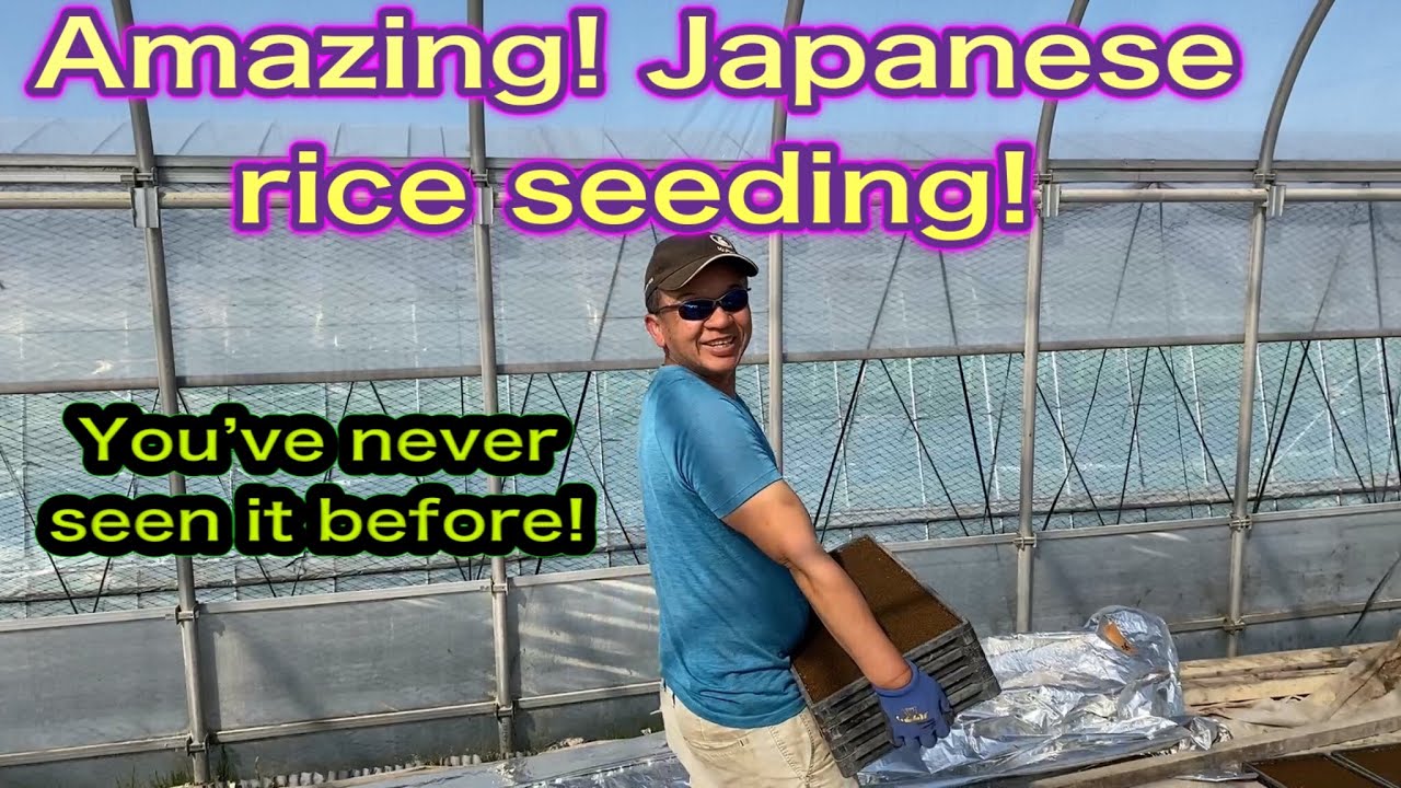 Amazing Japanese rice seeding!