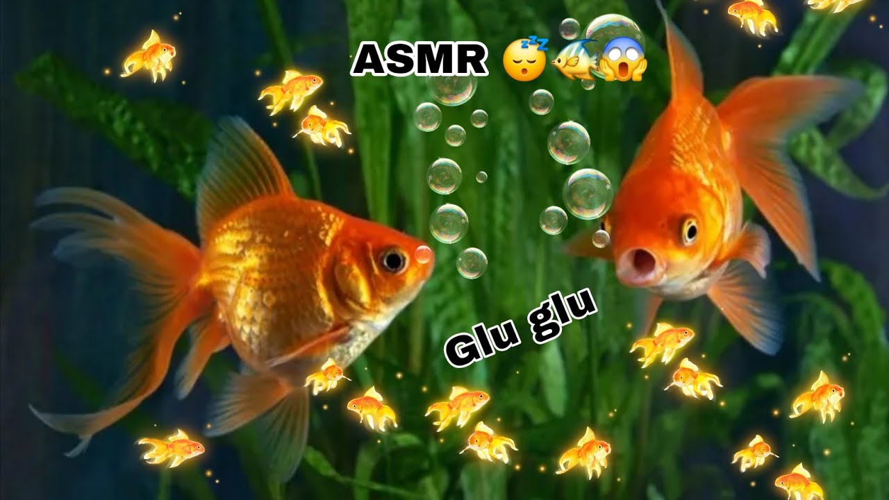 🐠🐠💫ASMR Mi Acuario, Relajate paz Calma tu ansiedad,  Te digo Los nombres Agua + Voz 🤍🐠🐠🌼😴