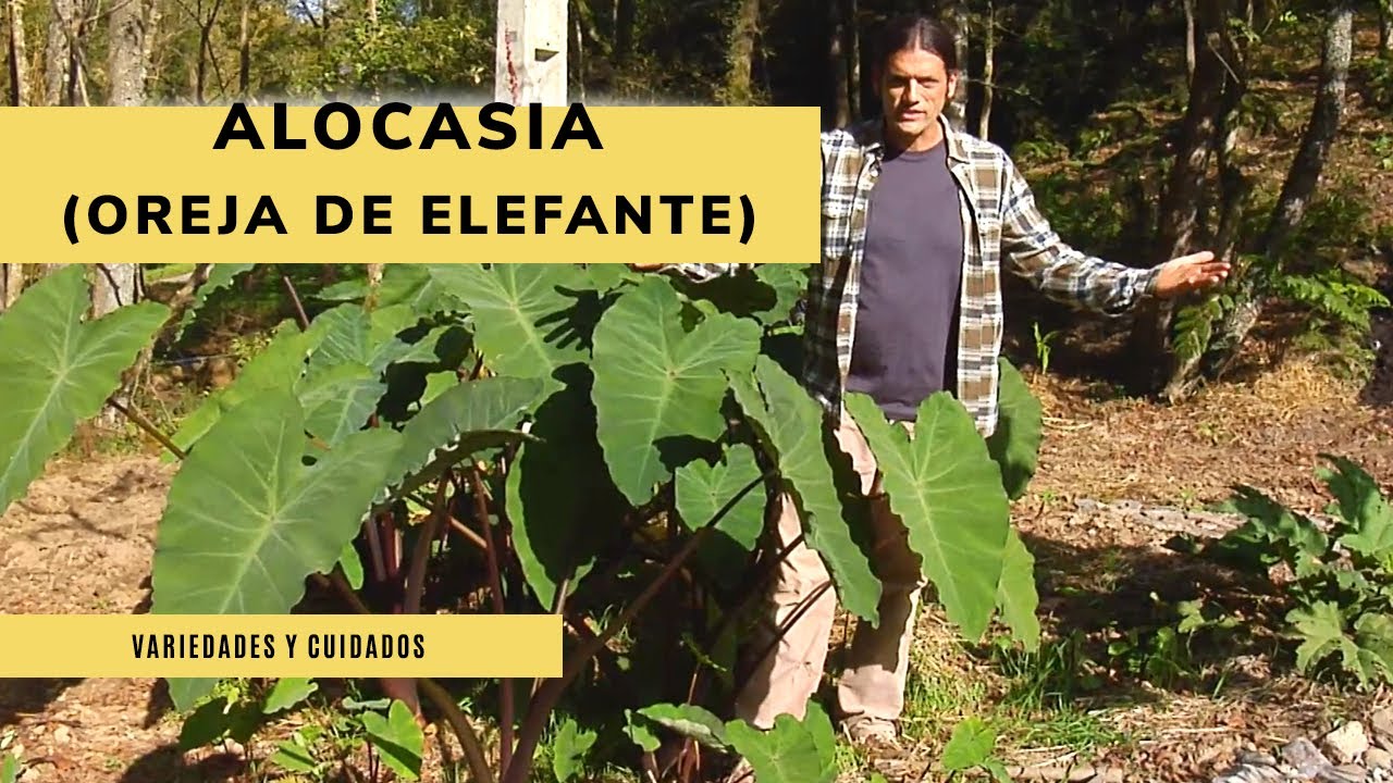 ALOCASIA u OREJA DE ELEFANTE 🌿​🐘​ Variedades, Reproducción y Cuidados 👩‍🌾​ Jardinatis