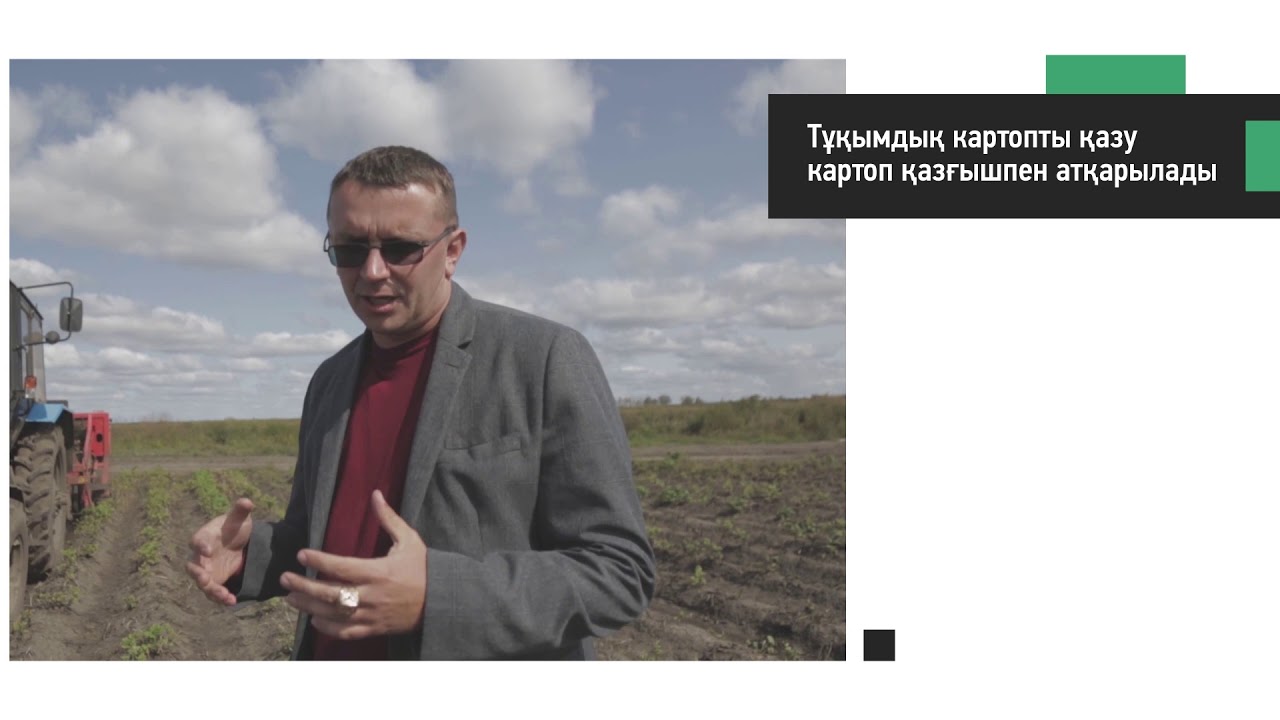 Тұқымдық картопты өсіру және сақтау