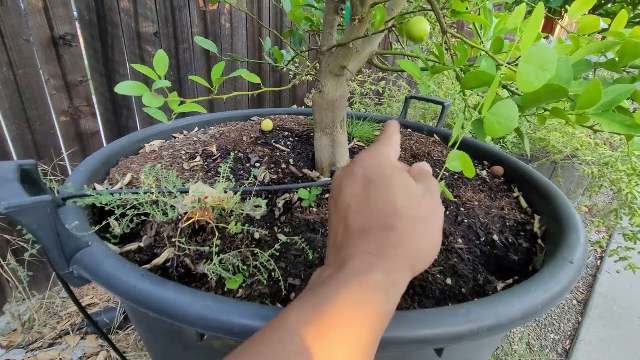 The Mexican Key Lime Tree | Grows Fast But Hates The Extreme Cold #containercitrus
