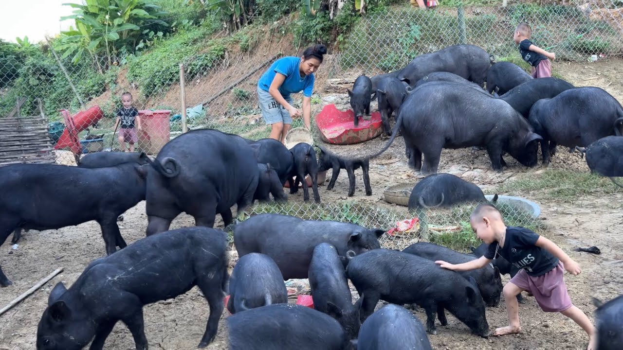 Go to the forest to cut bananas to ferment for pigs to build a dream farm...