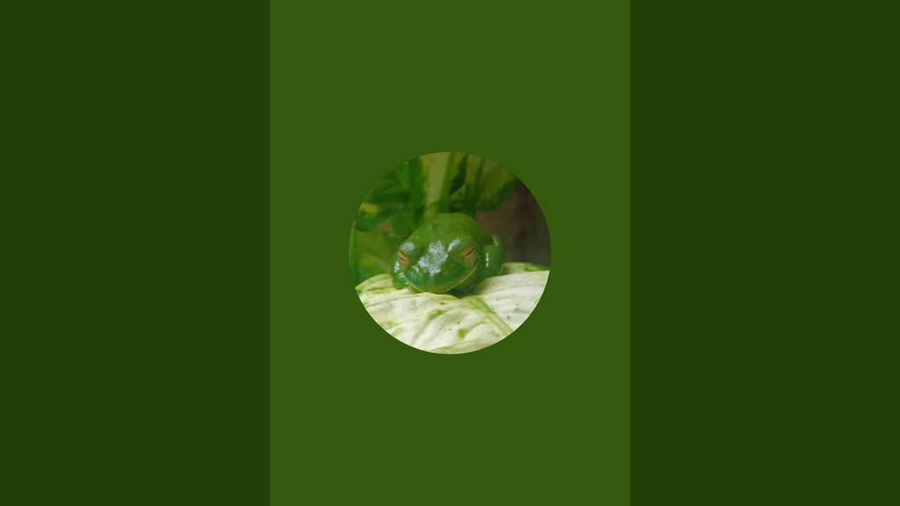 Animals with Daan is live