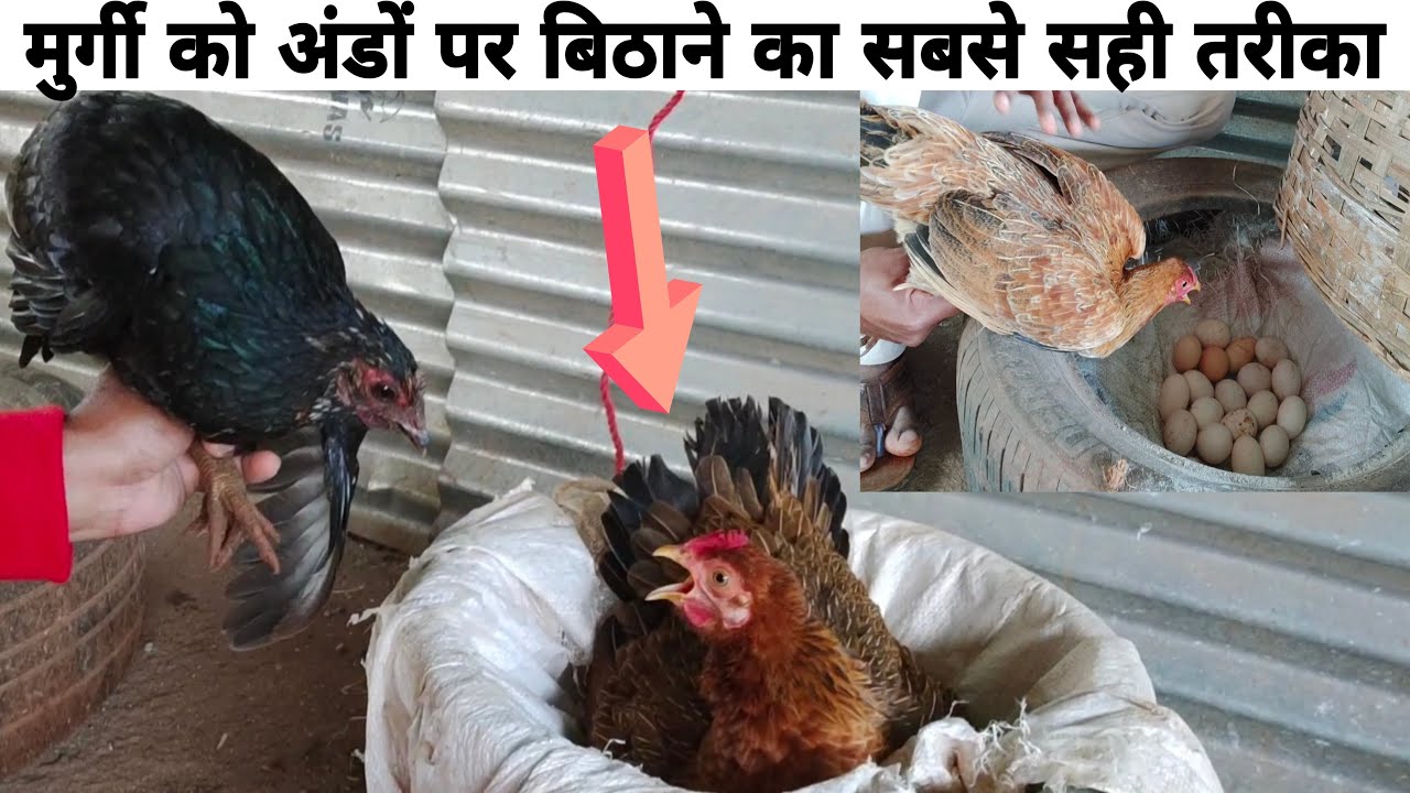 murgi ko ando par baithne ka tarika | murgi ko November me ande par kaise mitaye | hen hatching eggs