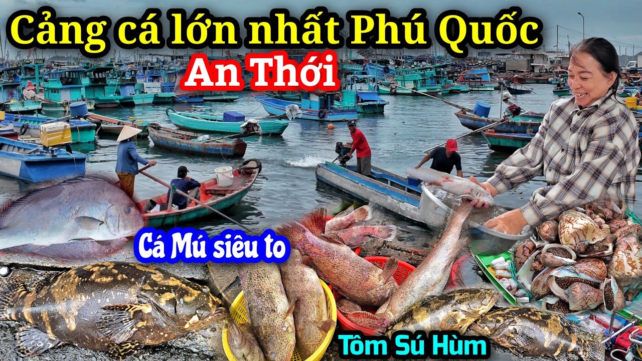 Bắt gặp Cá Mú khổng lồ trong cảng cá An Thới, Phú Quốc - Nhiều loại hải sản tươi sống trong chợ.