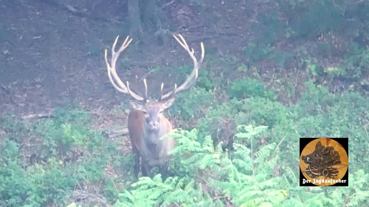 Hirschjagd mein st&auml;rkster Hirsch