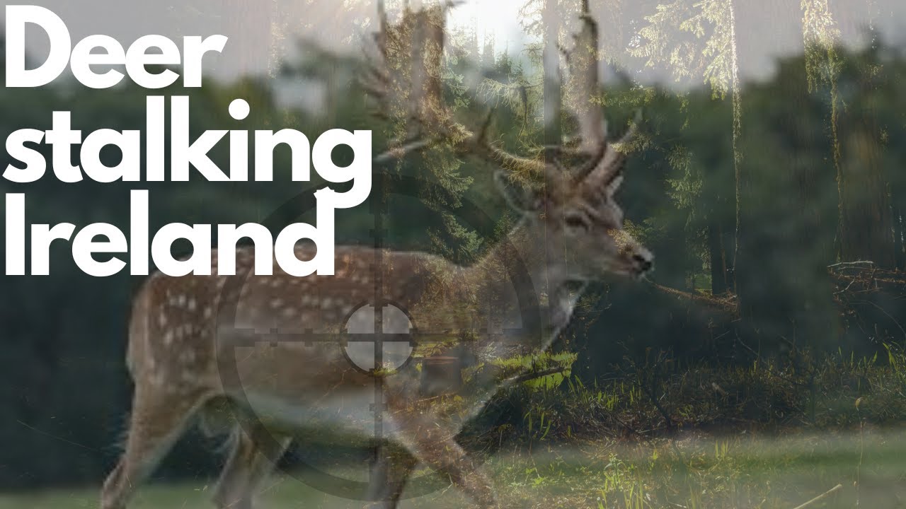 FALLOW DEER HUNT IRELAND
