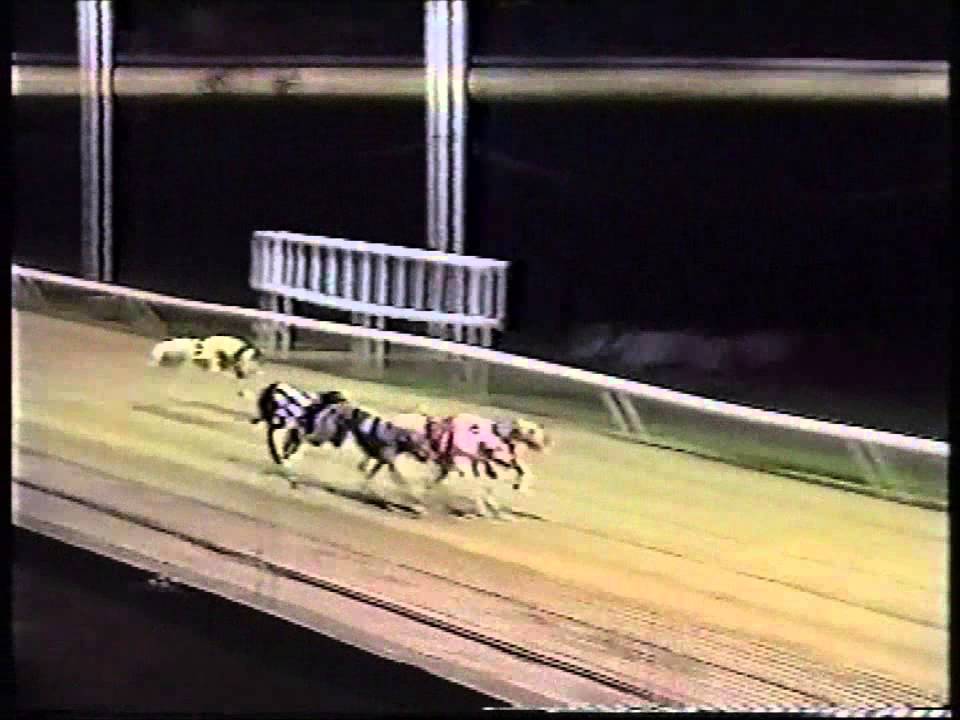 GOLD COLLAR CATFORD 96...HOMESIDE KNIGHT