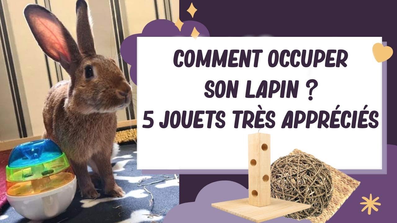 Comment occuper son lapin&nbsp;? 5 jouets tr&egrave;s appr&eacute;ci&eacute;s !