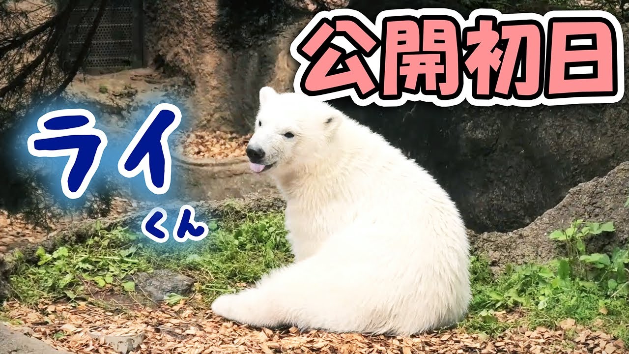 ライ イッちゃん よこはま動物園 ズーラシア｜Polar bear ホッキョクグマ シロクマ 赤ちゃん ライくん｜しろくまTV