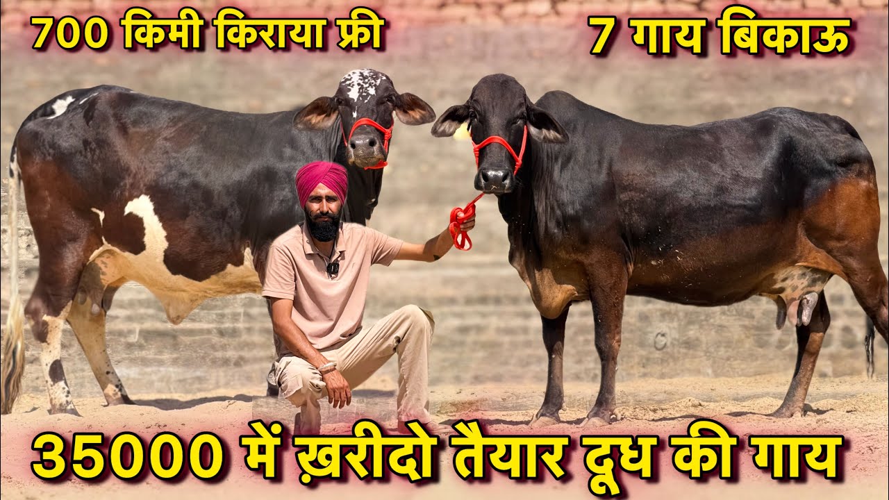 20 लीटर तक दूध,35000 में ख़रीदो गाय☝️क्रॉस ब्रीड की सस्ती सस्ती गाय बिकाऊ👌Cross Breed Cows For Sale