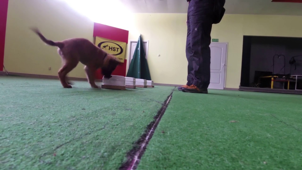 Szkolenie ps&oacute;w Dog Work - wykrywanie zapach&oacute;w - puppy work