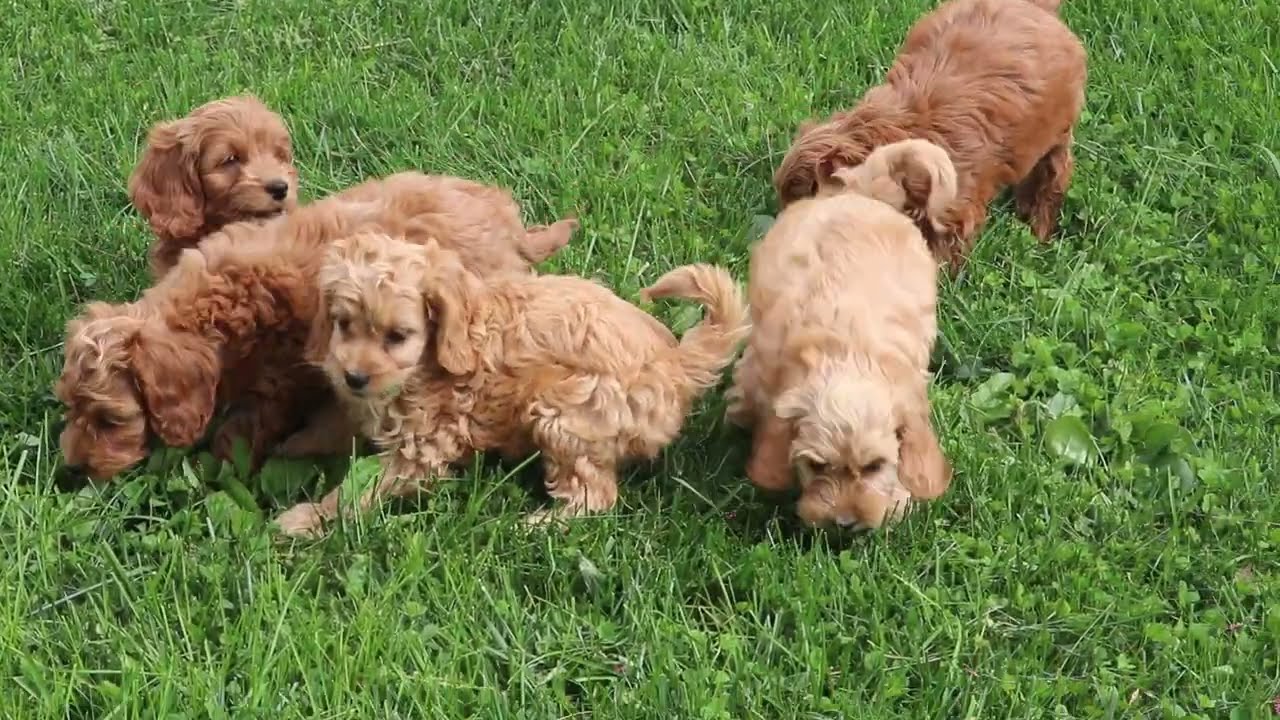 Cockapoo Puppies For Sale