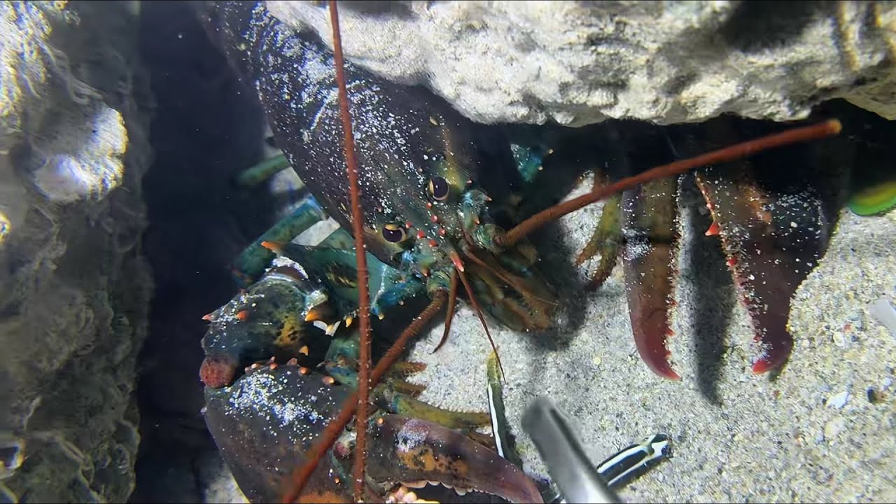 Diving under the sea to catch eels, crabs and sea cucumbers | Part 155-2