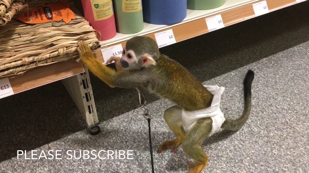Squirrel Monkey In Pet at home Uk