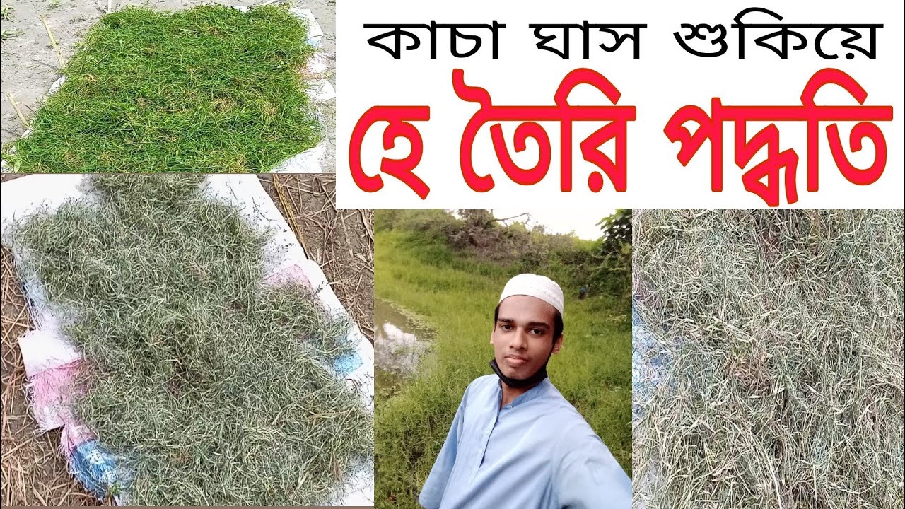 হে তৈরি পদ্ধতি || ঘাস শুকিয়ে সংরক্ষণ করার পদ্ধতি || He toiri