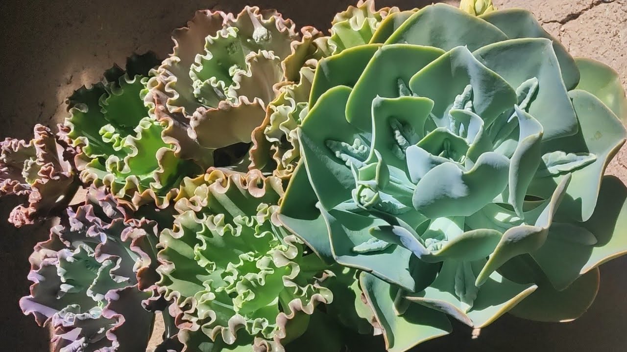 Suculentas plantas atualização conversa e mais. 🌺🥰