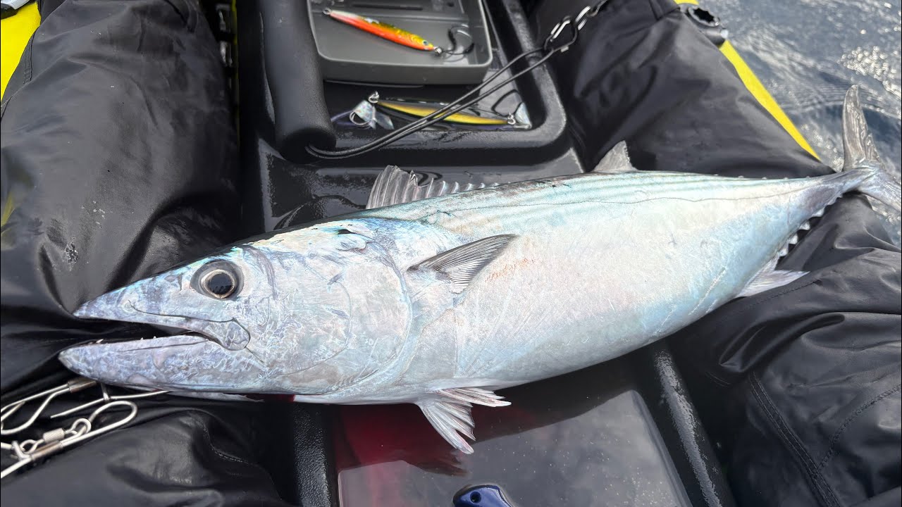 【カヤックフィッシング】青物を求めて沖へ#カヤックフィッシング #fishing #kayakfishing 