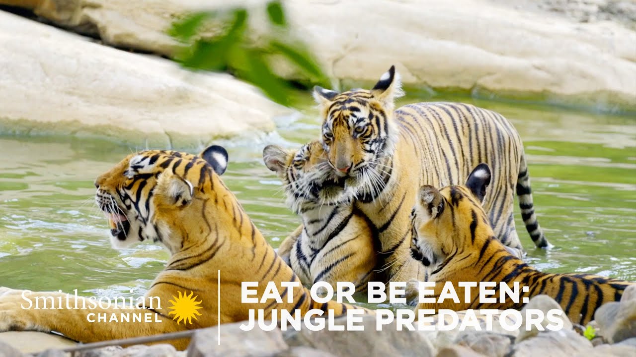 Eat Or Be Eaten: Jungle Predators 🐅 Smithsonian Channel