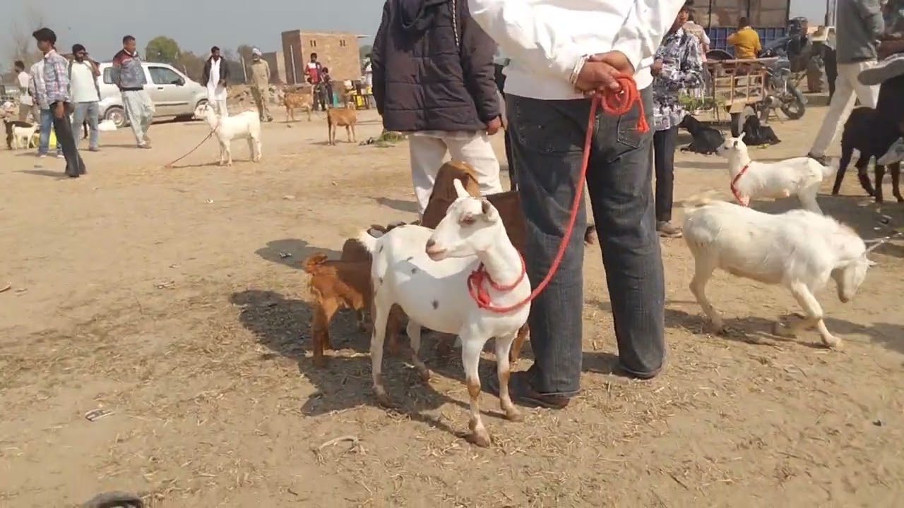 Bakra mandi hanumangarh | 9610263398 | #tredingvideo #treding 