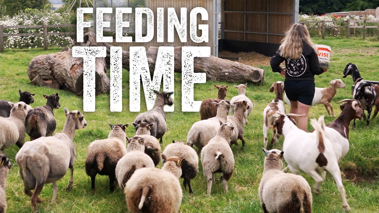 'It's when they try and trip you over... 😅 ' Charlie | Feeding Farm Animals