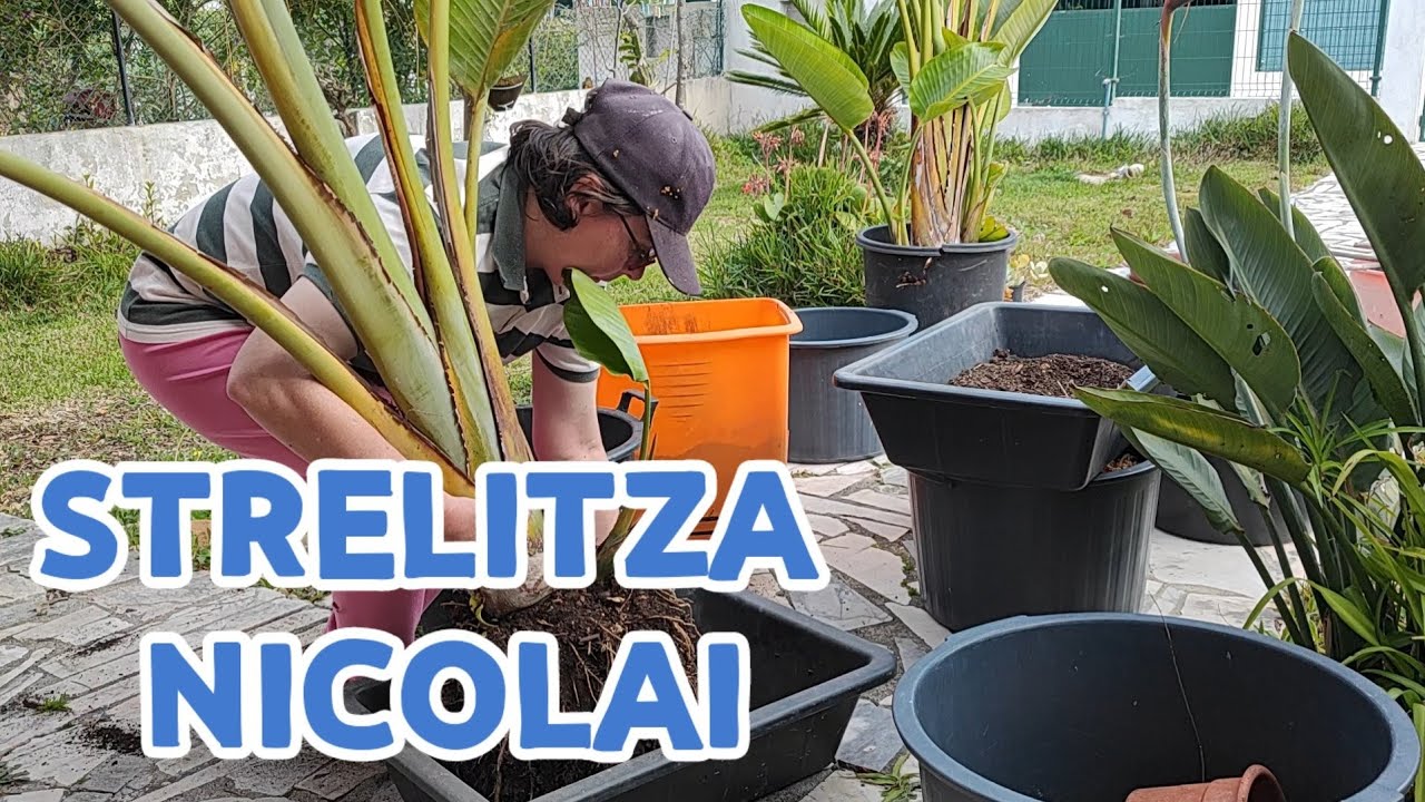 Strelitza Nicolai Como eu cultivo em vaso