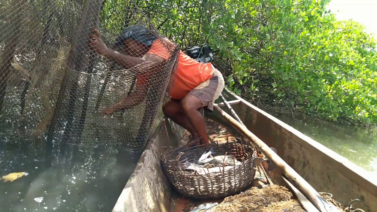 Vamos com nós despesca a  Camboa