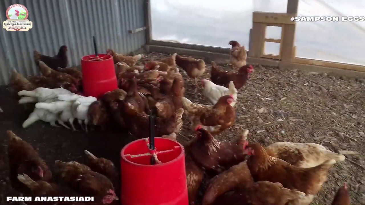 Κότες Ελευθέρας Βοσκής-Free Range Chicken (Farm Anastasiadi sampsoneggs)New coop/Νεο κοτετσι