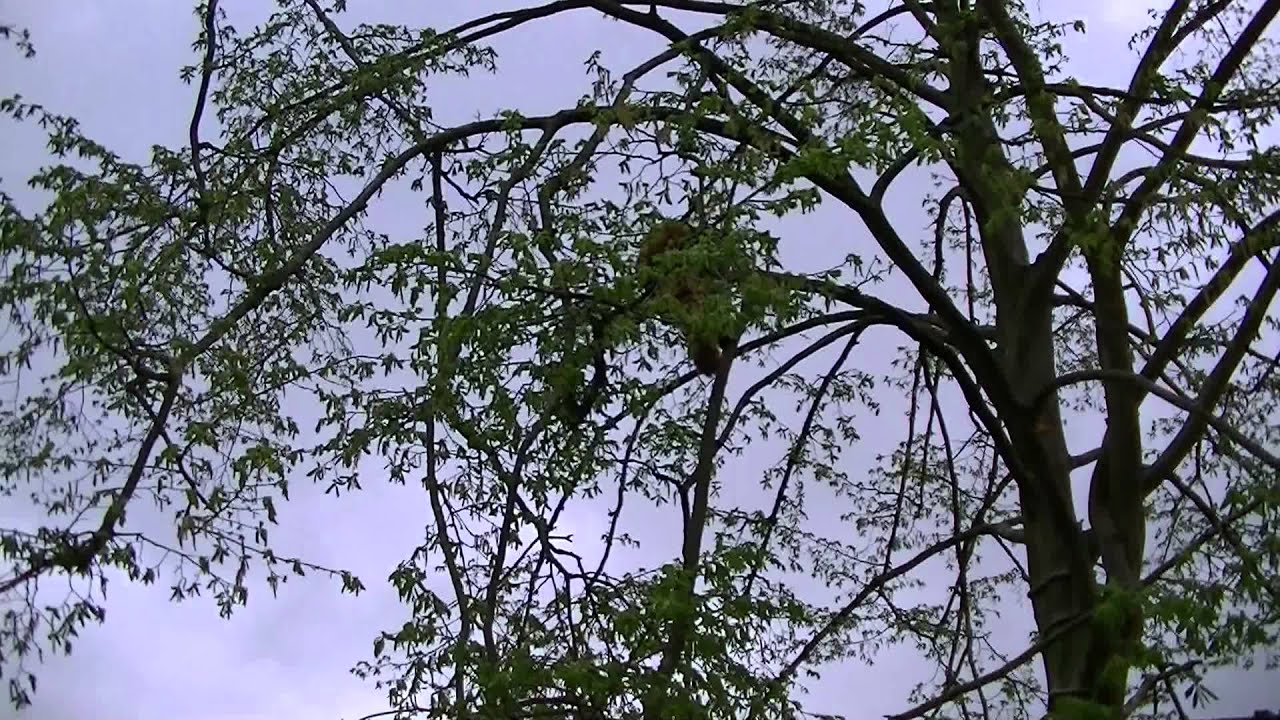 Angry Red Panda Snorts