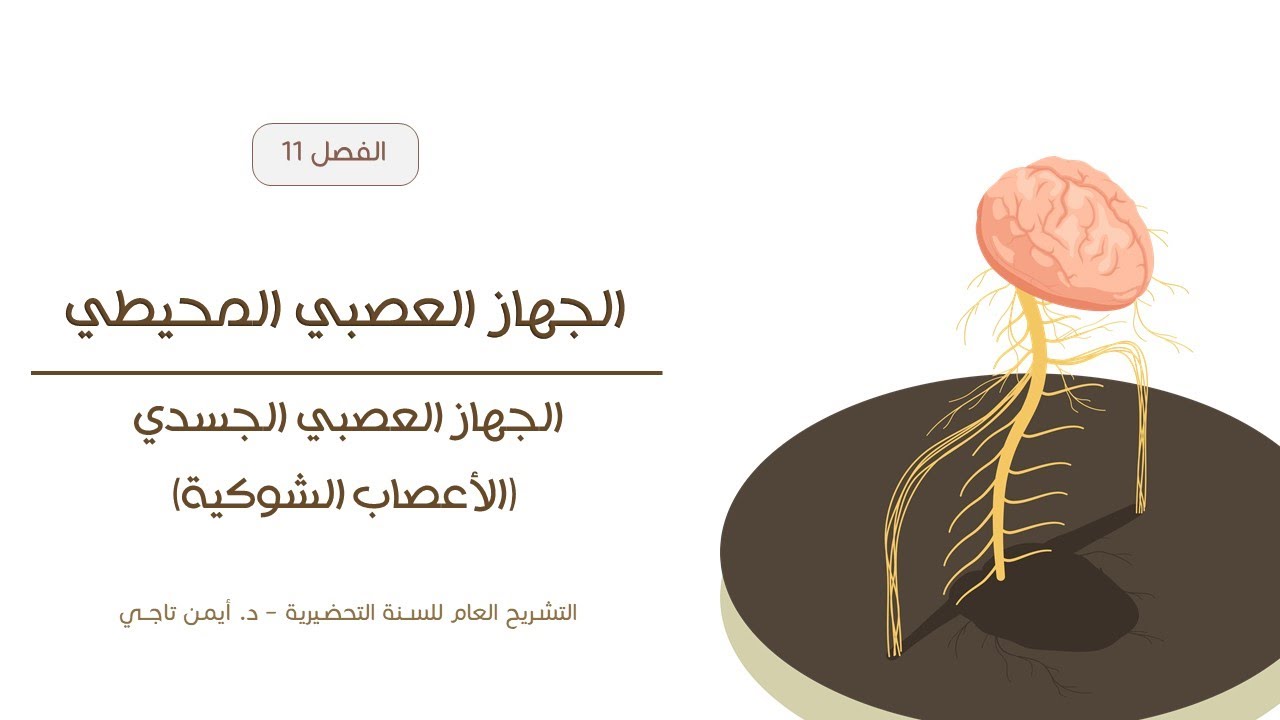 الجهاز العصبي المحيطي | الأعصاب الشوكية | التشريح العام للسنة التحضيرية