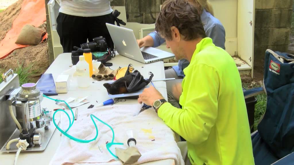 Flying Fox Research - Sunshine Coast