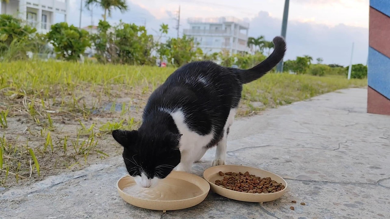 2025.12.12 猫巡り ビーチ猫のみなみちゃんに美味しいカリカリと大好きなウェットフードとちゅ～るを
