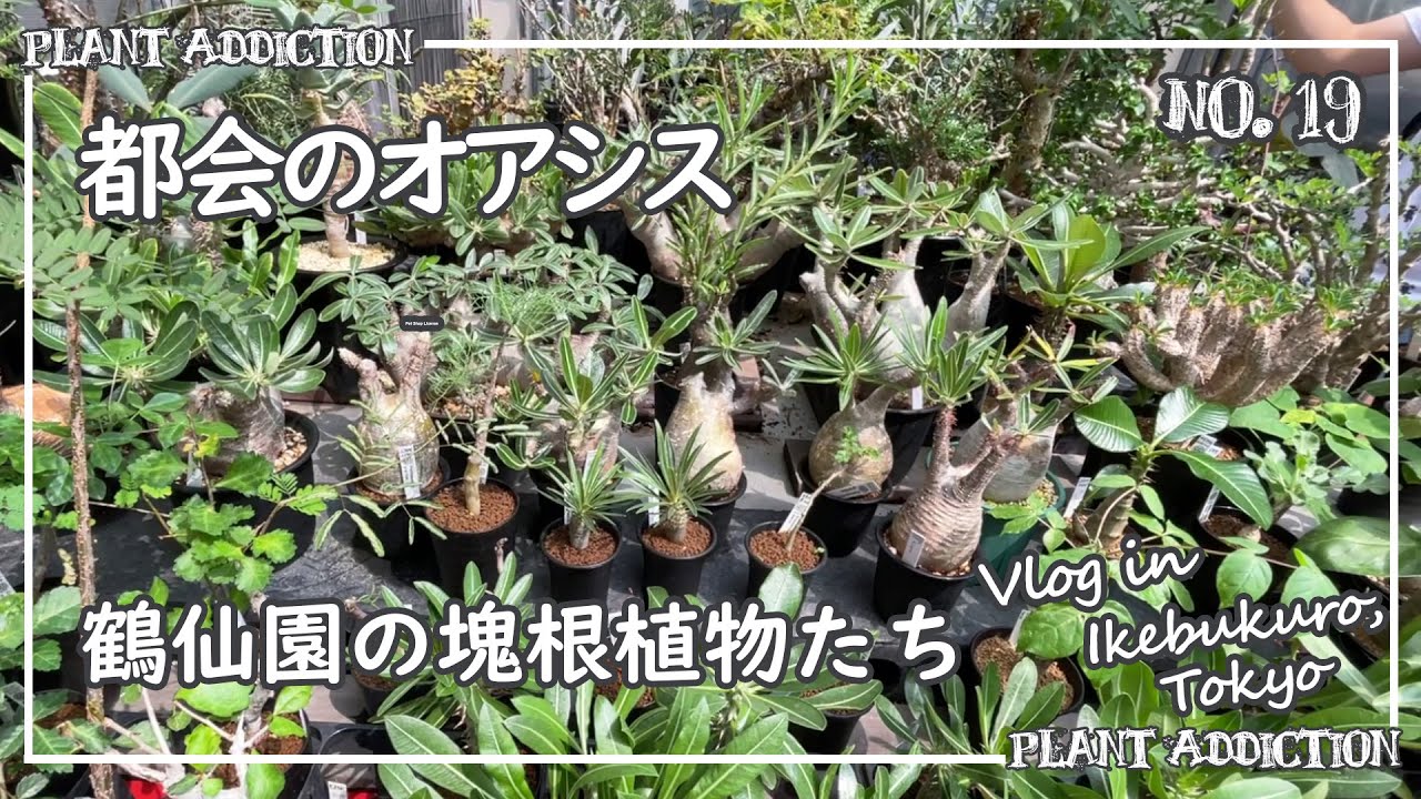 多肉植物の聖地、鶴仙園の塊根植物 No.19